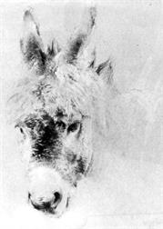 Patricia Spink - Donkey